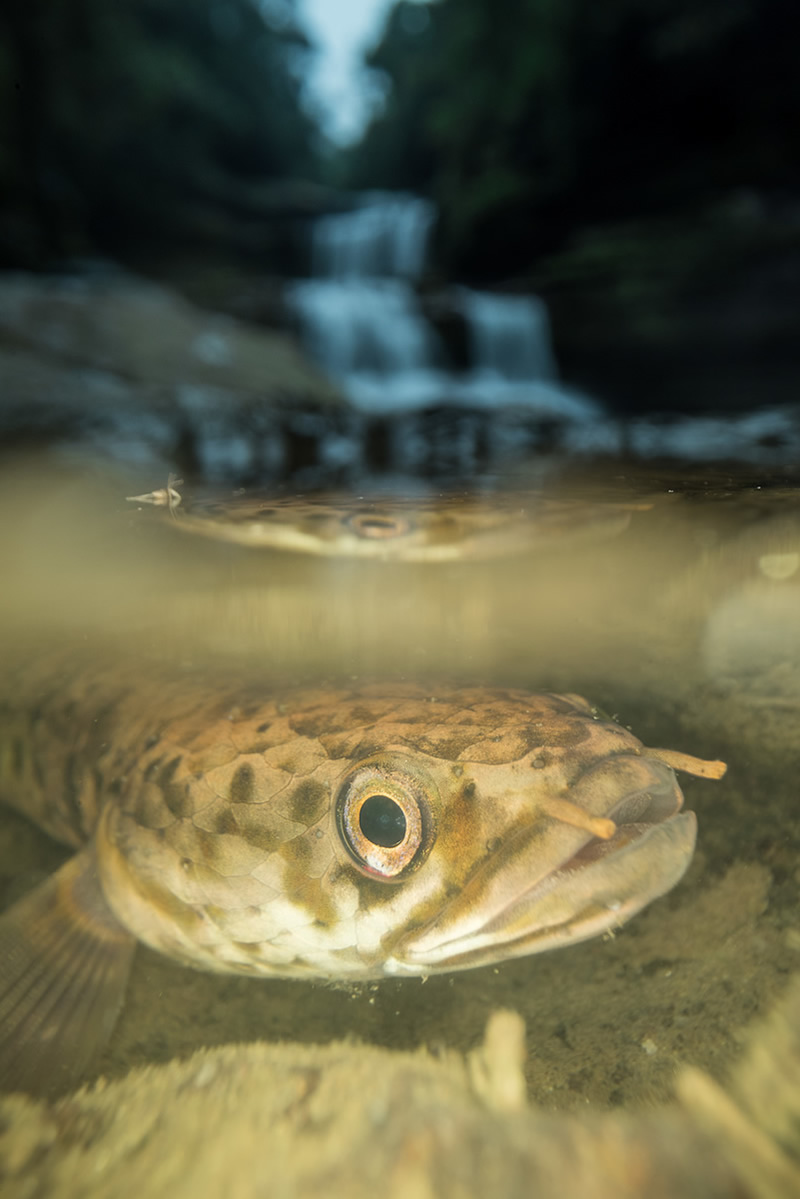 WildArt Photographer Of The Year: Winners Of EYES Competition