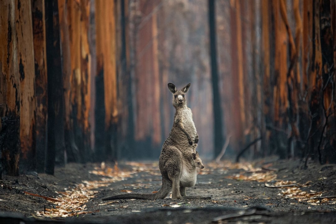 The 2021 Winners Of BigPicture Natural World Photography Contest