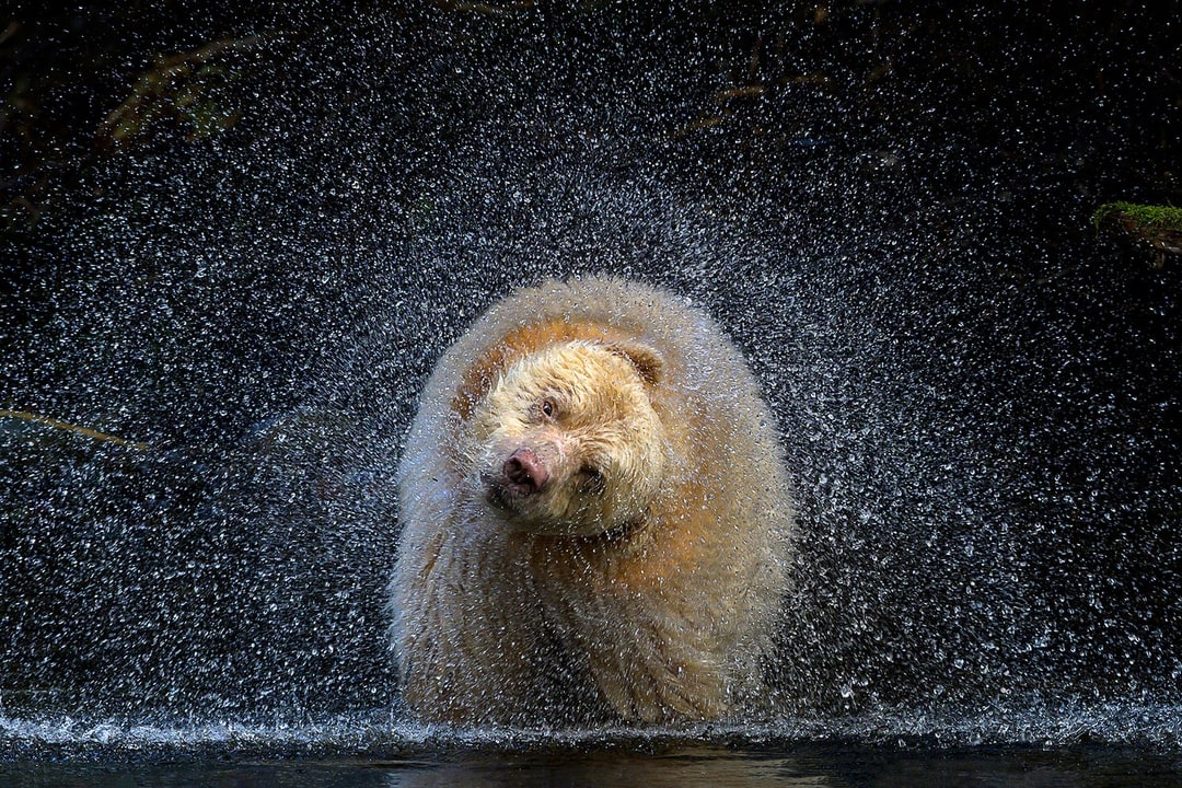 The 2021 Winners Of BigPicture Natural World Photography Contest