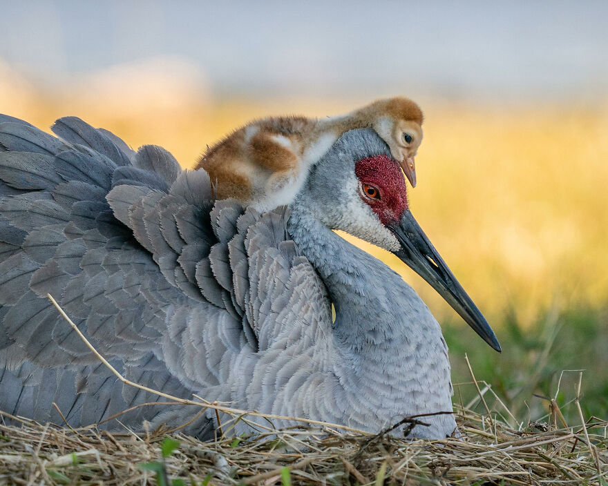 The 2021 Audubon Photography Awards: Winners and Honorable Mentions