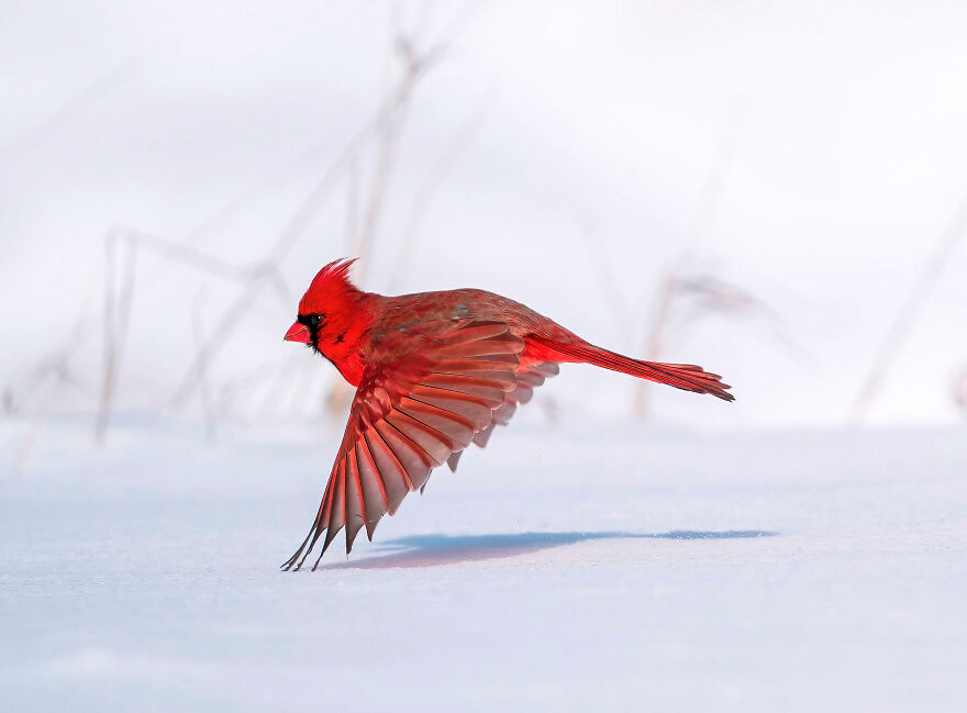 The 2021 Audubon Photography Awards: Winners and Honorable Mentions