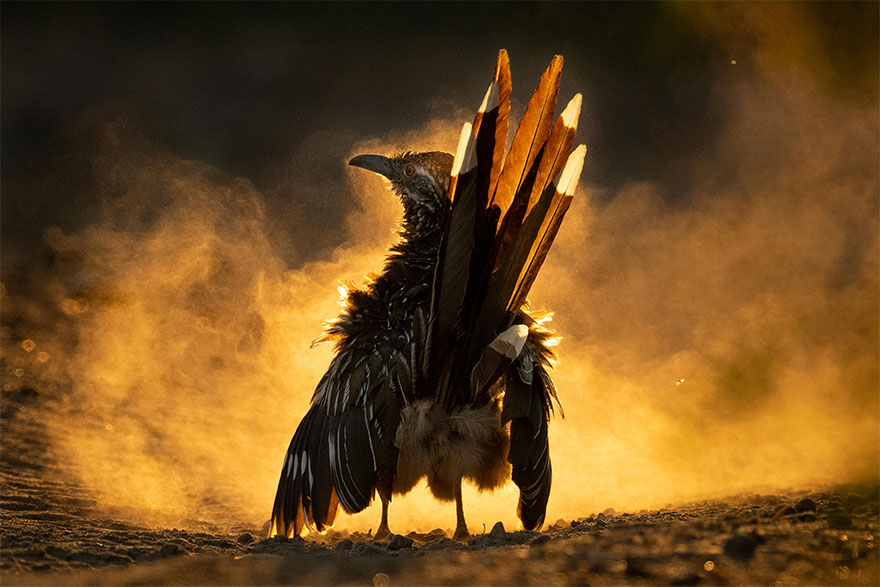 The 2021 Audubon Photography Awards: Winners and Honorable Mentions