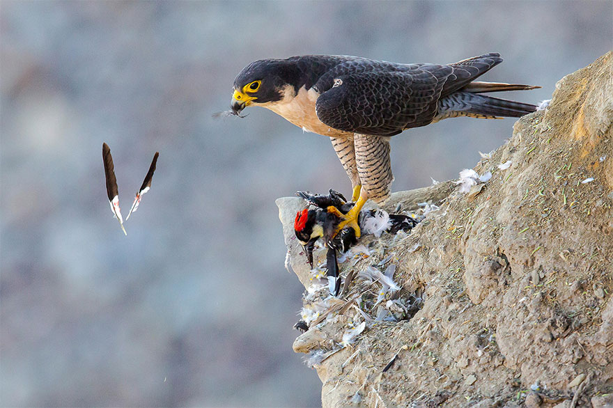 The 2021 Audubon Photography Awards: Winners and Honorable Mentions