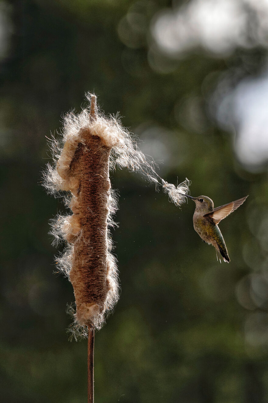 The 2021 Audubon Photography Awards: Winners and Honorable Mentions