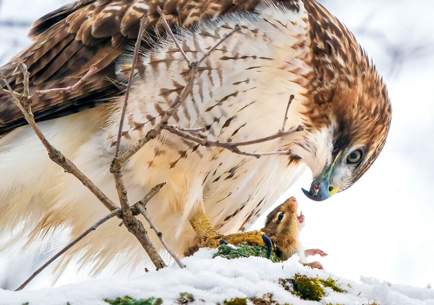 The 2021 Audubon Photography Awards: Winners and Honorable Mentions