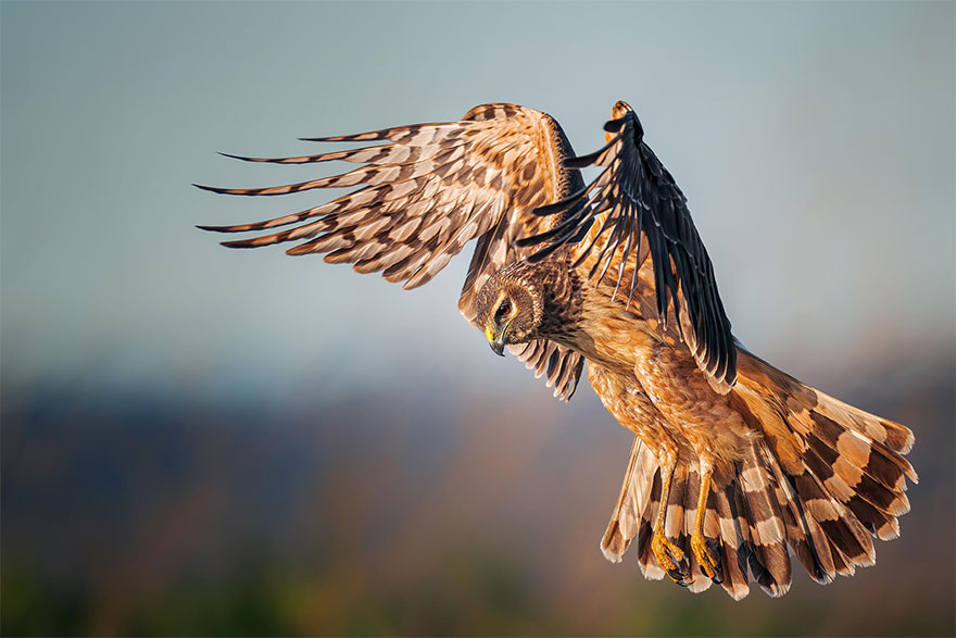 The 2021 Audubon Photography Awards: Winners and Honorable Mentions