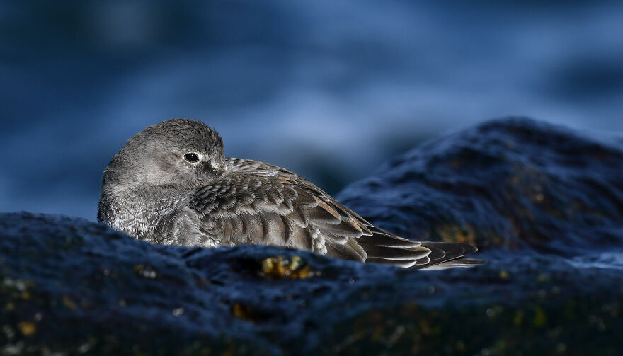 The 2021 Audubon Photography Awards: Winners and Honorable Mentions