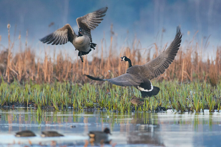 The 2021 Audubon Photography Awards: Winners and Honorable Mentions