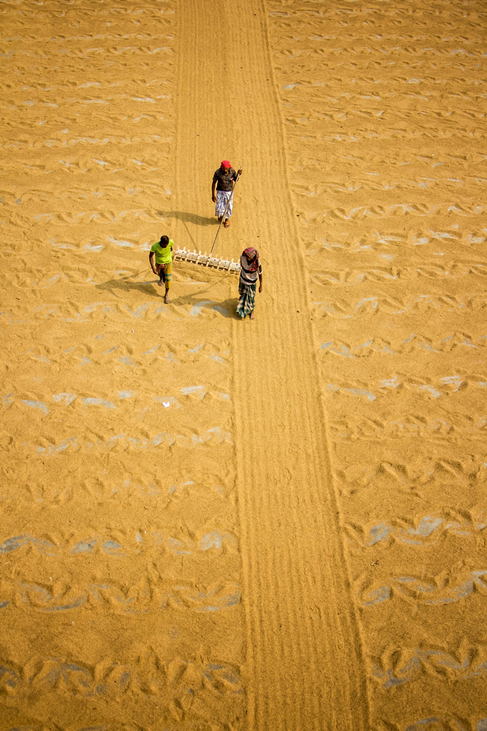 Drying The Paddy In The Sunlight Chatal By Rayhan Ahmed