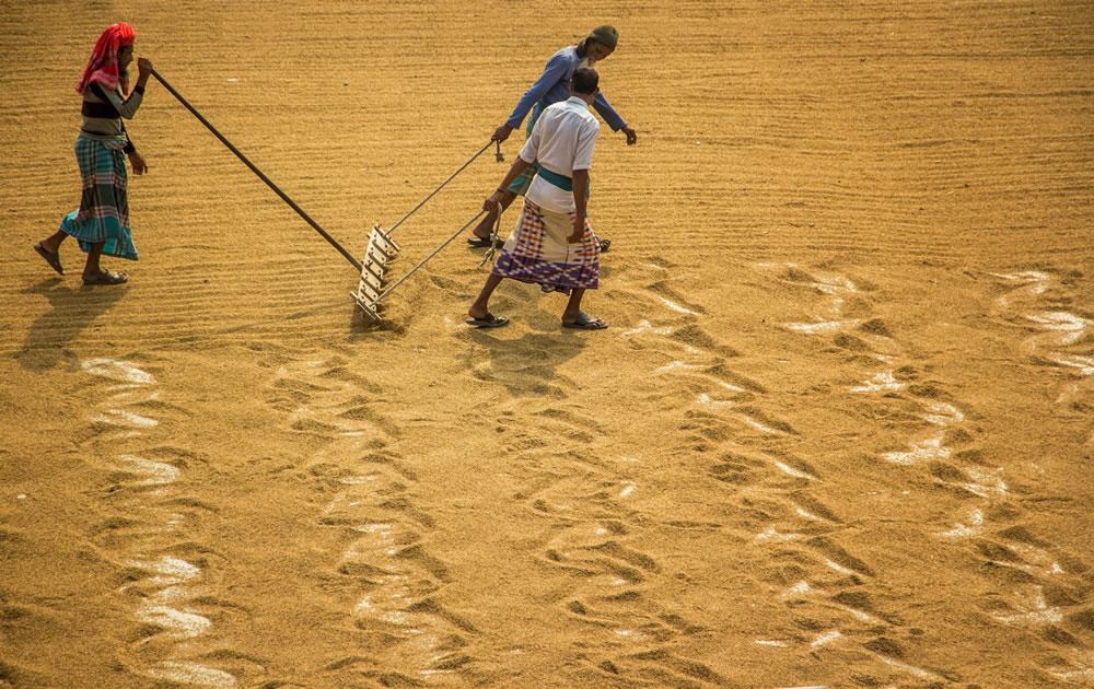 Drying The Paddy In The Sunlight Chatal By Rayhan Ahmed