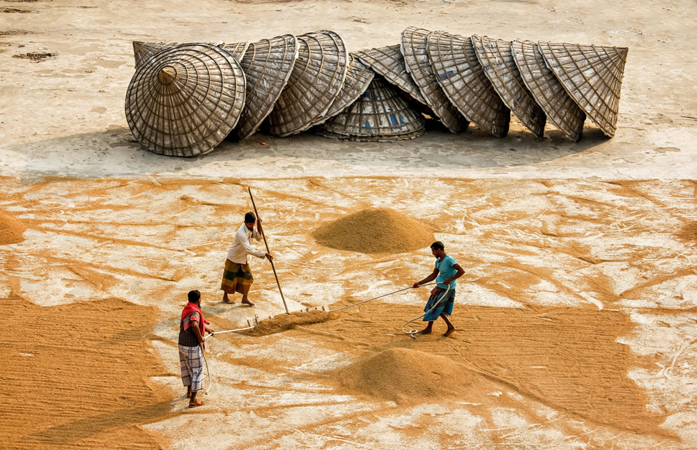 Drying The Paddy In The Sunlight Chatal By Rayhan Ahmed