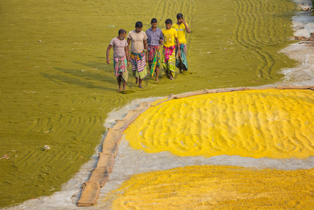 Drying The Paddy In The Sunlight Chatal By Rayhan Ahmed