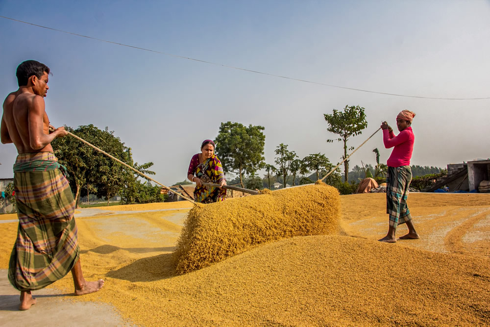 Drying The Paddy In The Sunlight Chatal By Rayhan Ahmed