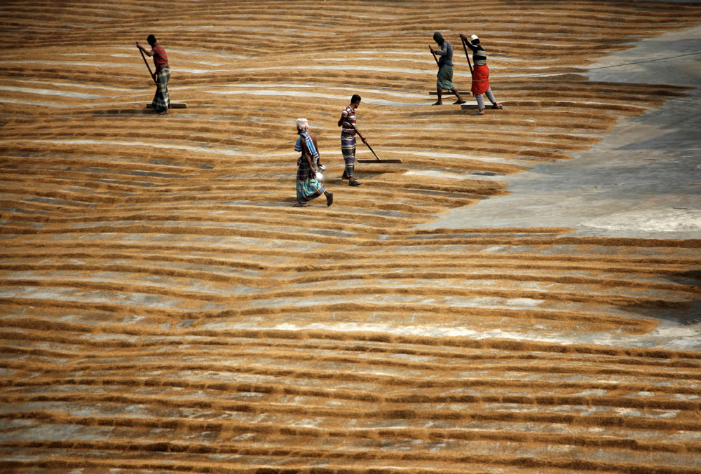 Drying The Paddy In The Sunlight Chatal By Rayhan Ahmed