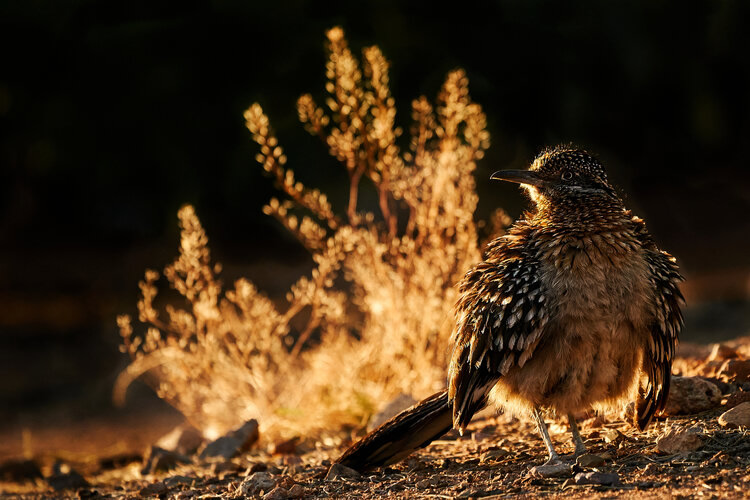 LIGHT: WildArt Photographer of the Year Winners