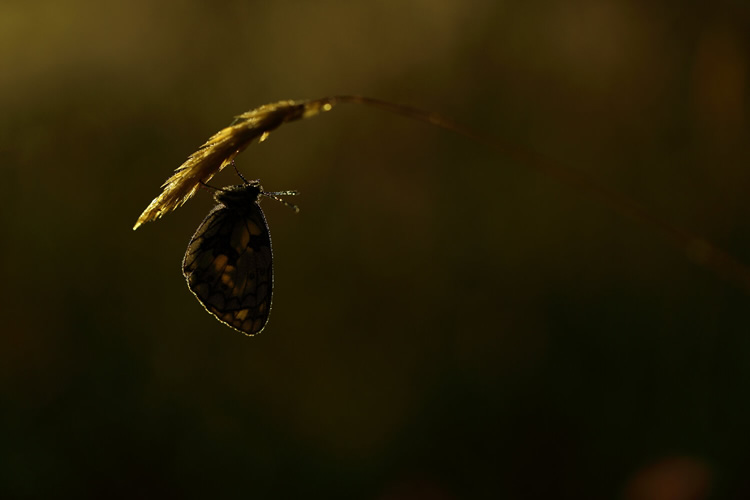 LIGHT: WildArt Photographer of the Year Winners