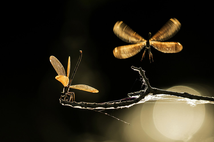 LIGHT: WildArt Photographer of the Year Winners