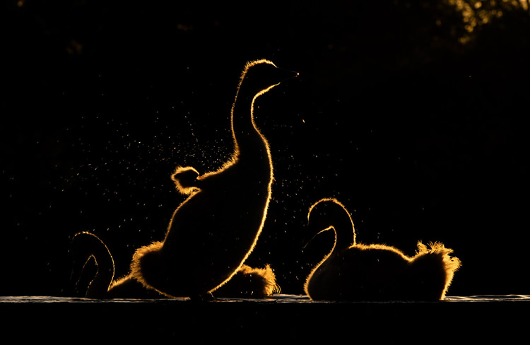 LIGHT: WildArt Photographer of the Year Winners