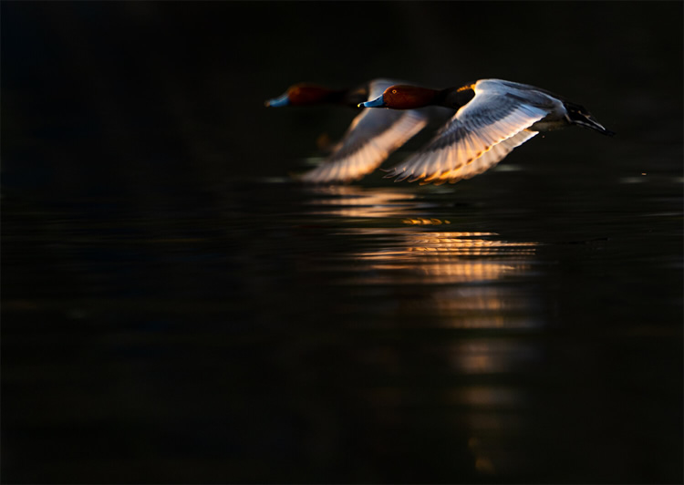 LIGHT: WildArt Photographer of the Year Winners