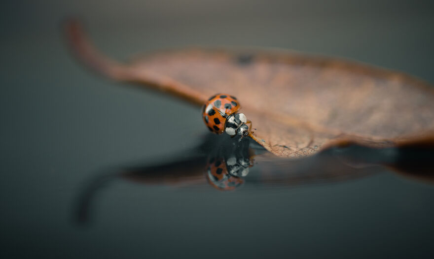 Best Macro Photography By Niki Colemont