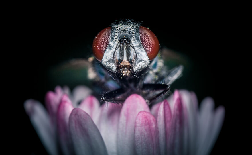 Best Macro Photography By Niki Colemont