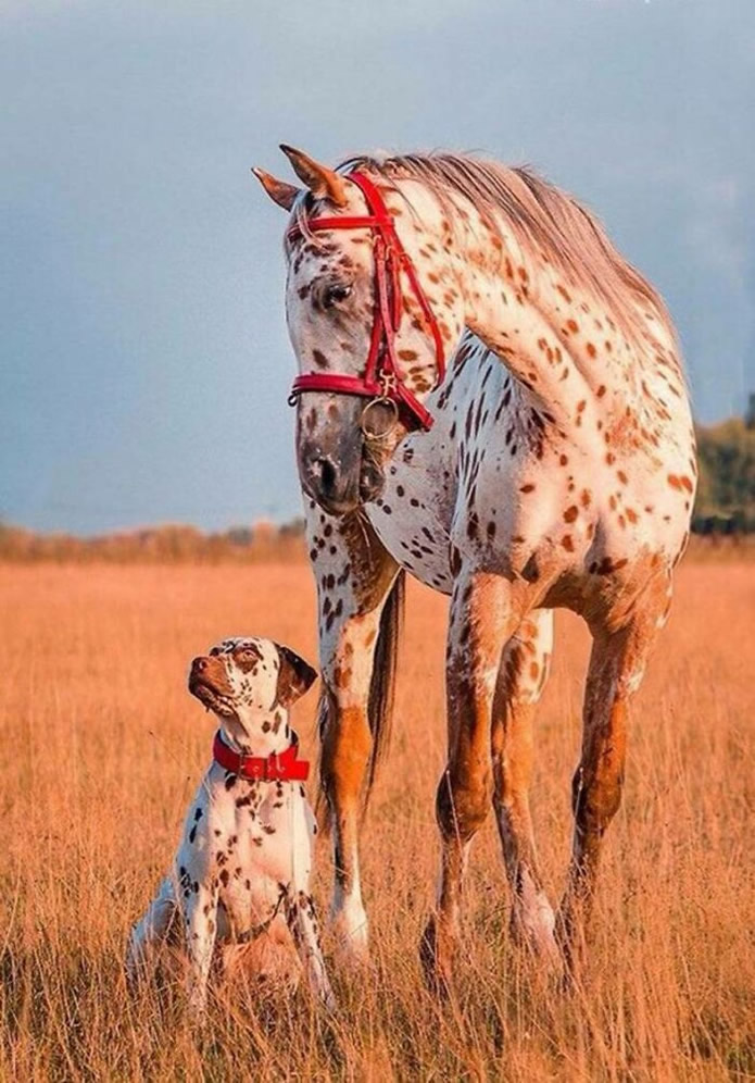 Adorable Animals Who Have Brothers From Other Mothers