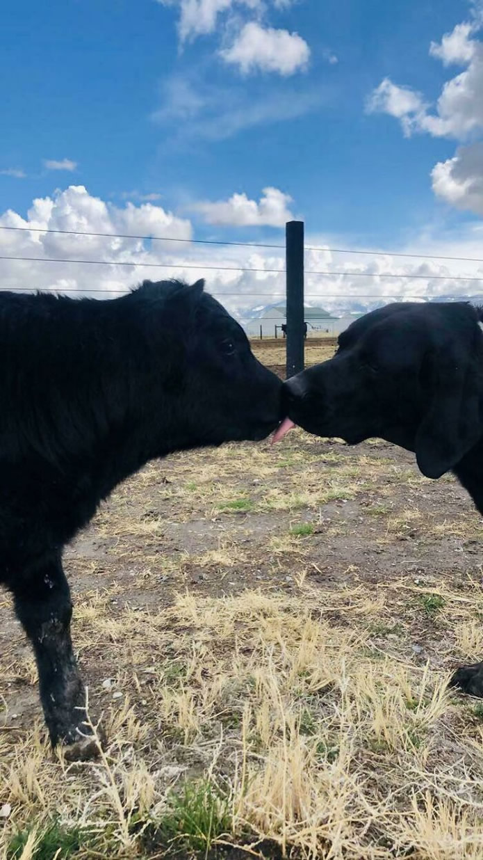 Adorable Animals Who Have Brothers From Other Mothers