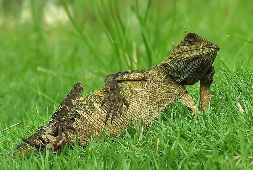 Indonesian Photographer Yan Hidayat Amazingly Captured These Little Reptiles