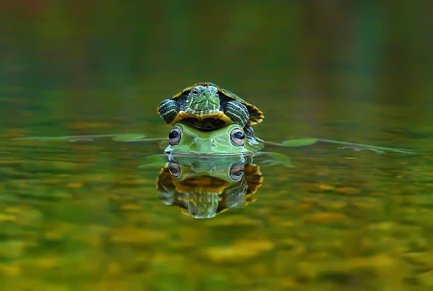 Indonesian Photographer Yan Hidayat Amazingly Captured These Little Reptiles