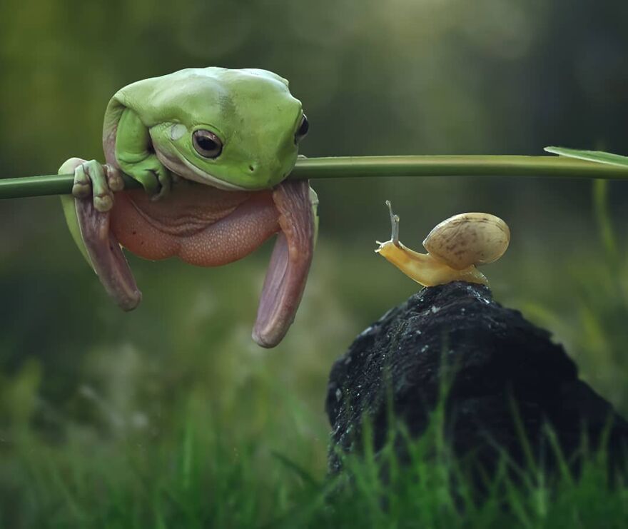 Indonesian Photographer Yan Hidayat Amazingly Captured These Little Reptiles