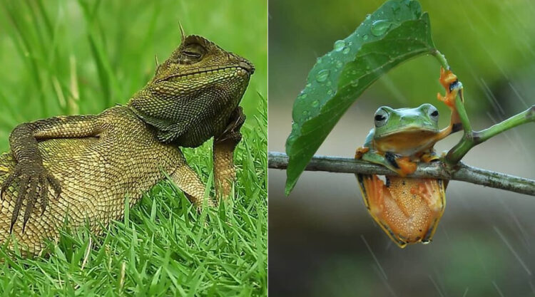 Indonesian Photographer Yan Hidayat Amazingly Captured These Little Reptiles