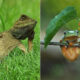 Indonesian Photographer Yan Hidayat Amazingly Captured These Little Reptiles