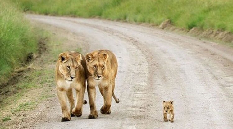 25 Cutest Pictures Between Wild Animals And Their Babies