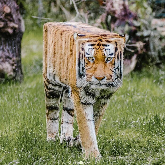 Digital Artist Aditya Aryanto Changes Animals To Be Shaped Like Cubes