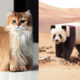 Digital Artist Aditya Aryanto Changes Animals To Be Shaped Like Cubes