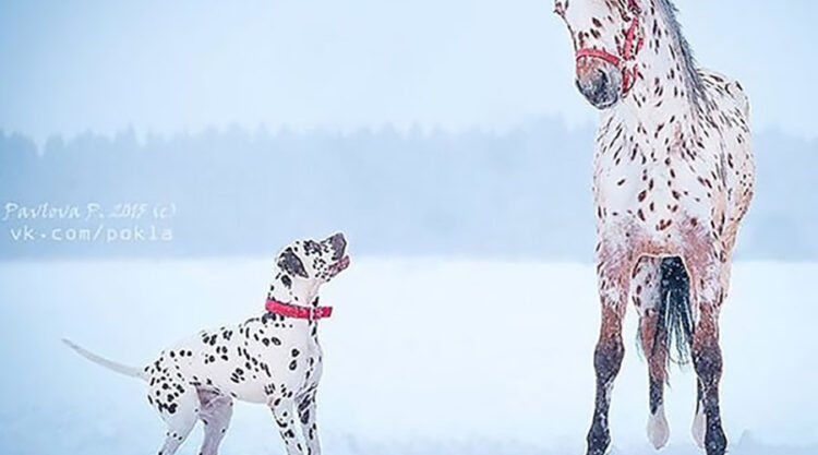 20 Animal Siblings From Another Mother That Will Melt Your Heart