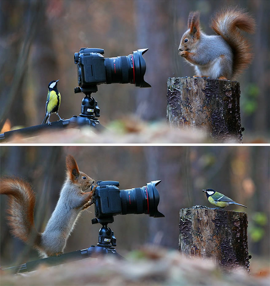 30 Cute Photos Of Animals That Want To Be Photographers