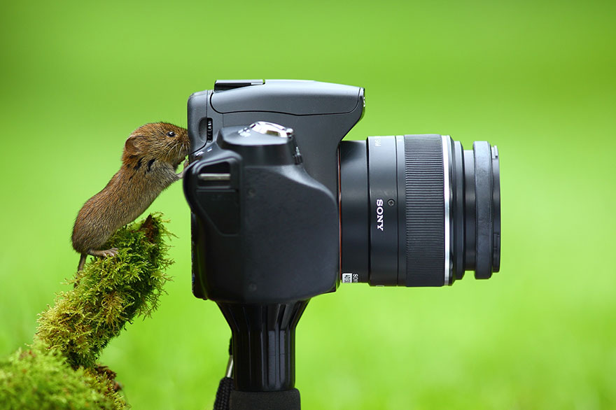 30 Cute Photos Of Animals That Want To Be Photographers