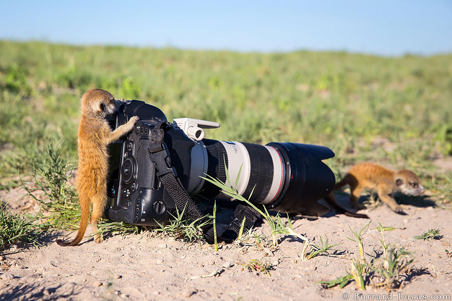 30 Cute Photos Of Animals That Want To Be Photographers