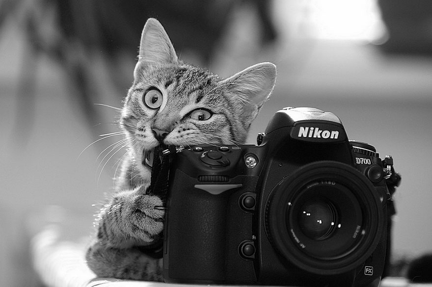 30 Cute Photos Of Animals That Want To Be Photographers