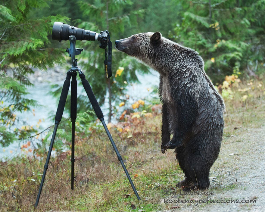 30 Cute Photos Of Animals That Want To Be Photographers