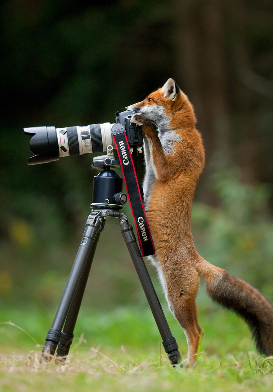 30 Cute Photos Of Animals That Want To Be Photographers