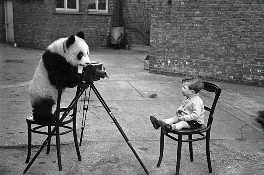 30 Cute Photos Of Animals That Want To Be Photographers