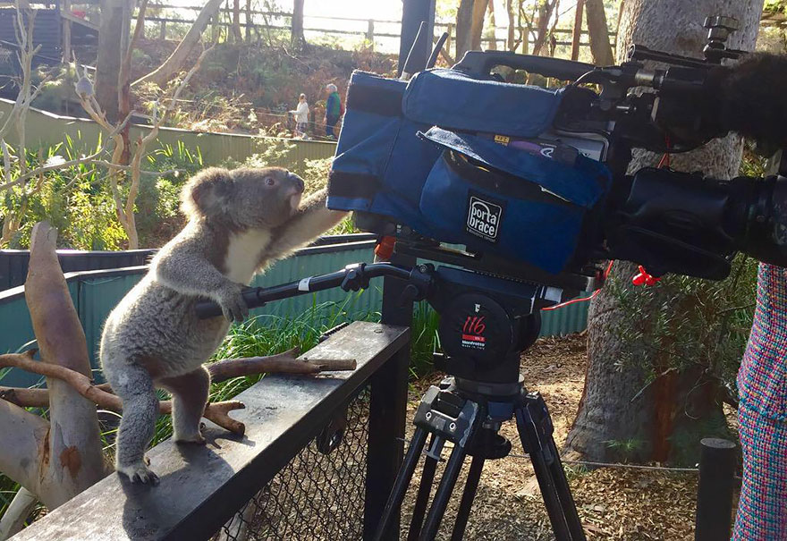 30 Cute Photos Of Animals That Want To Be Photographers