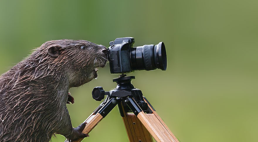 30 Cute Photos Of Animals That Want To Be Photographers