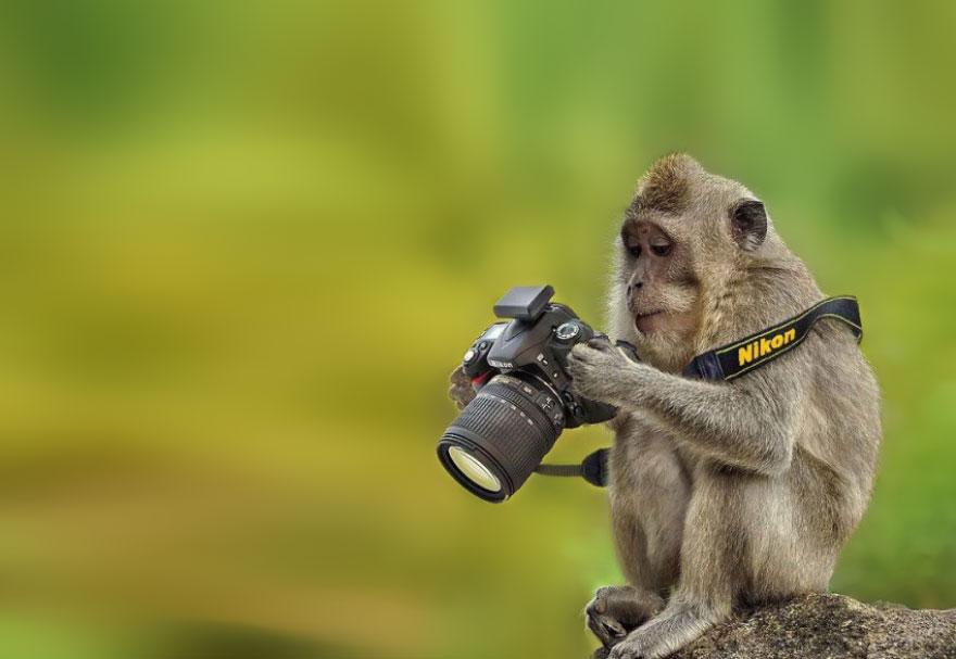 30 Cute Photos Of Animals That Want To Be Photographers