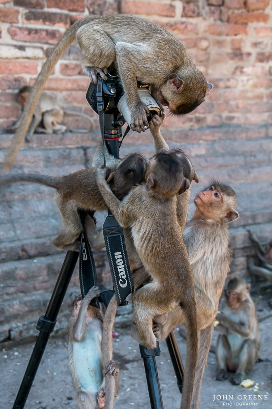 30 Cute Photos Of Animals That Want To Be Photographers