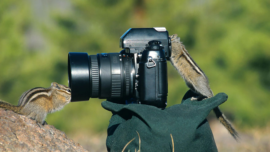 30 Cute Photos Of Animals That Want To Be Photographers