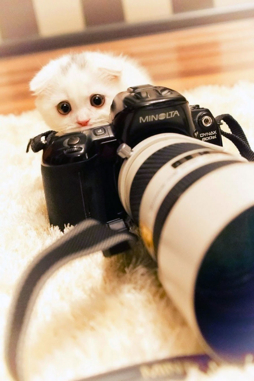 30 Cute Photos Of Animals That Want To Be Photographers