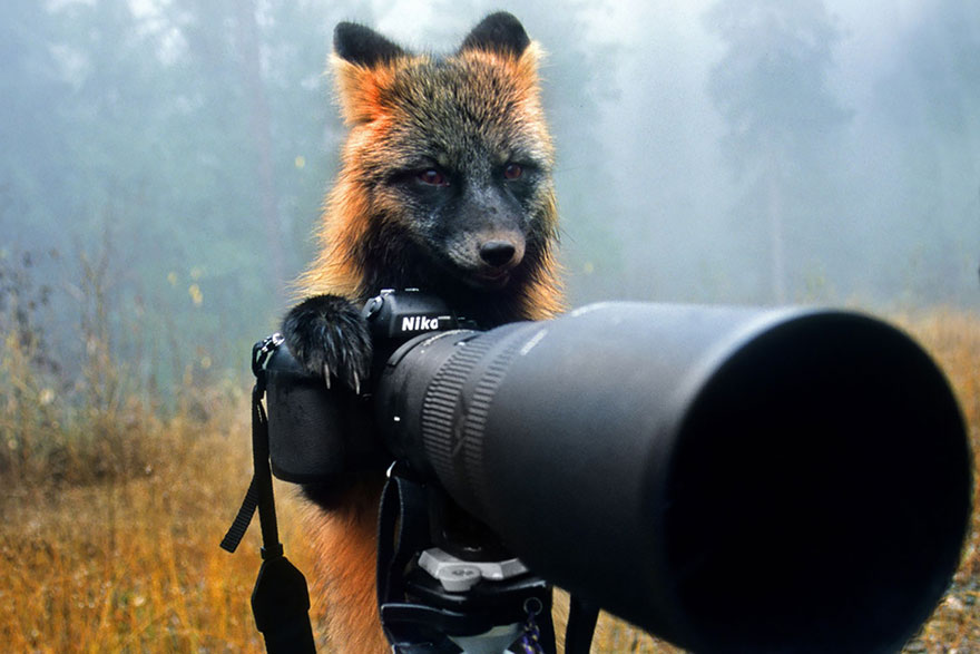 30 Cute Photos Of Animals That Want To Be Photographers